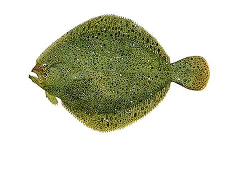 Гладкий калкан