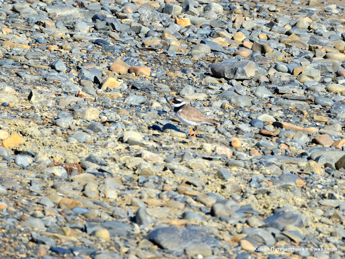 Зуёк галстучник