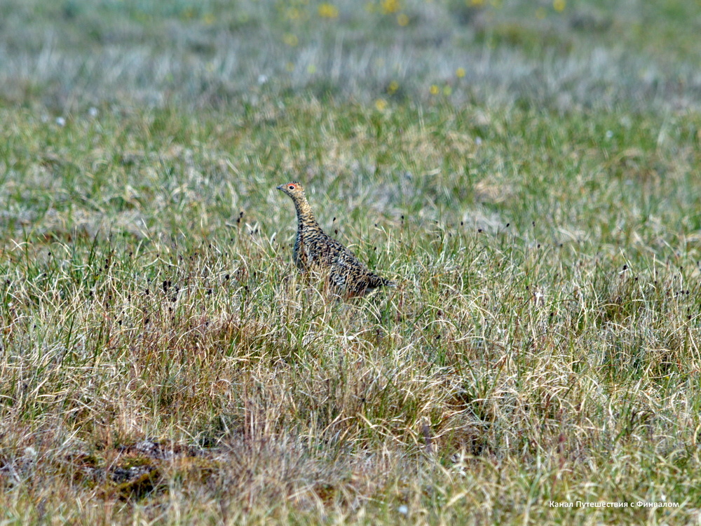 Тундряная куропатка