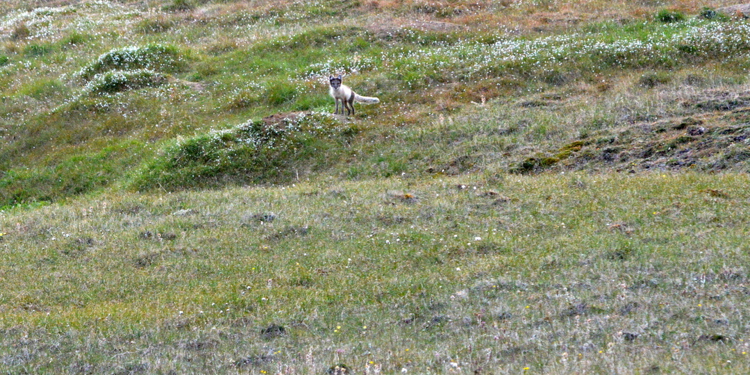 Вокруг Таймыра на тримаране, ч.6. Проказы моря Лаптевых
