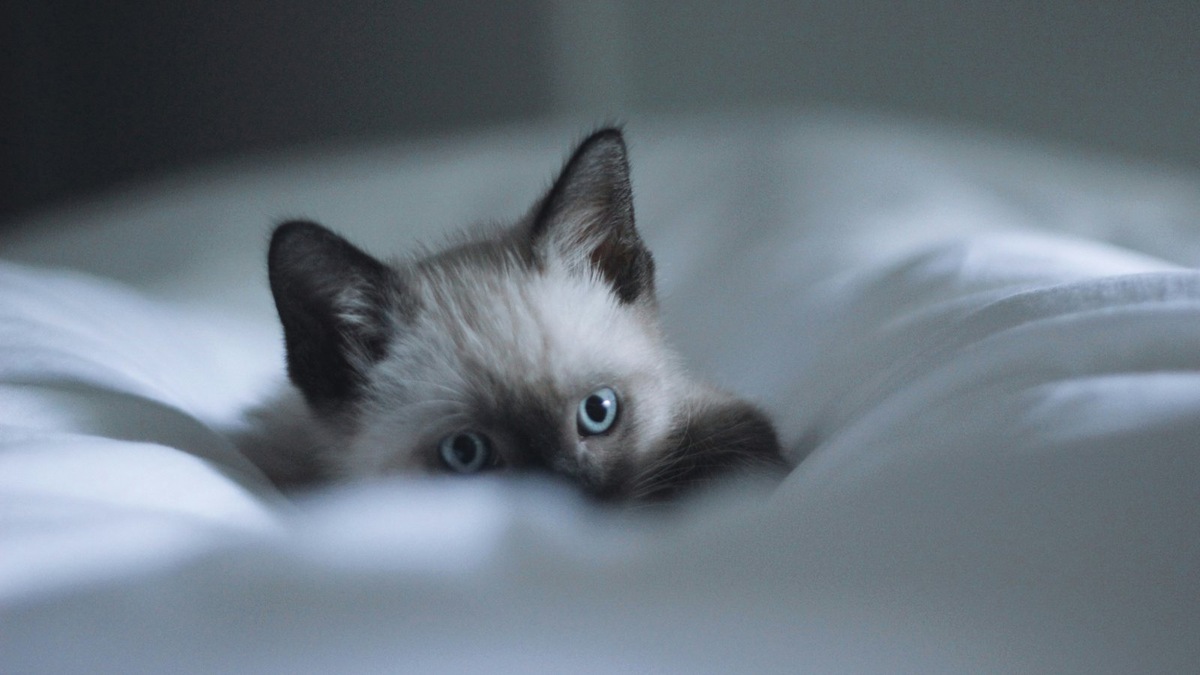    Сиамские кошки — одни из самых популярных в мире