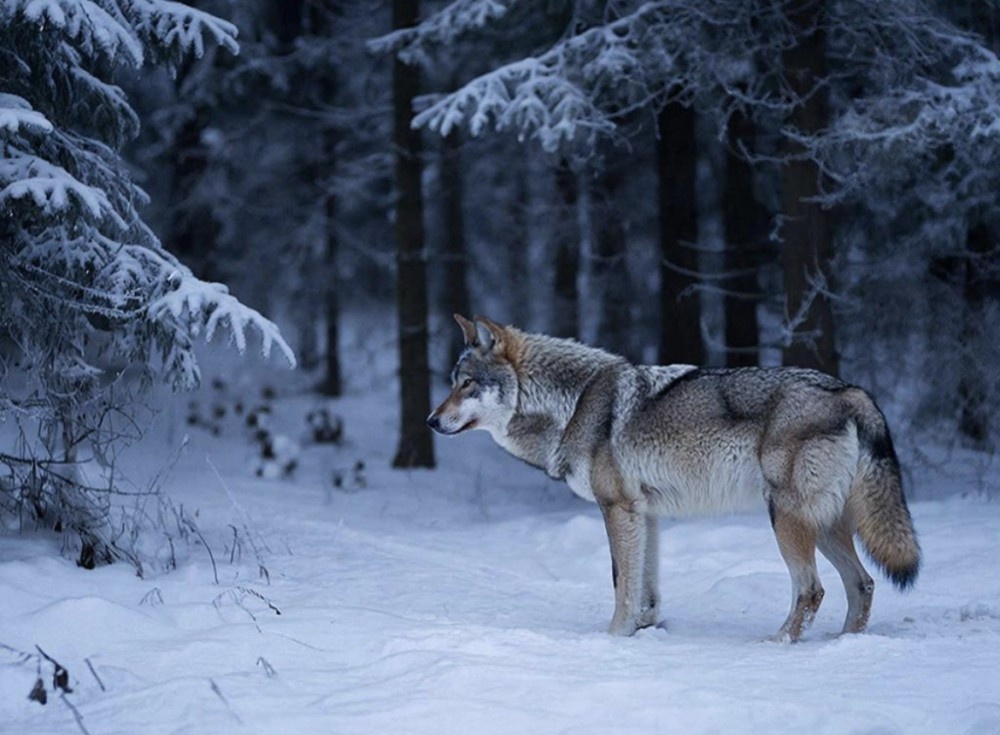    Более 200 волков планируют добыть в Кировской области за 2026 год