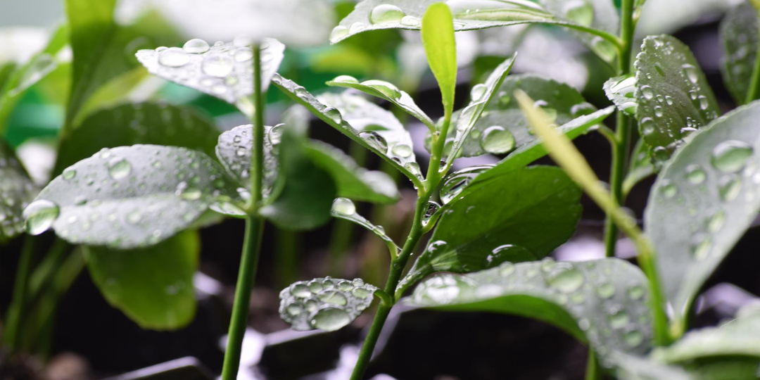 “Ночная роса” — секрет выращивания мощной рассады