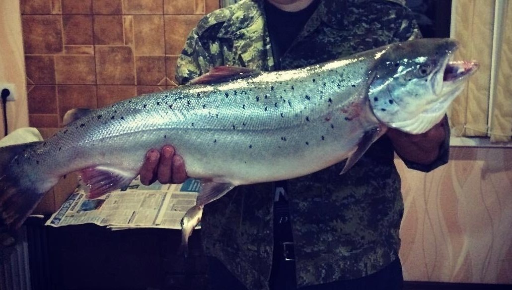 Черноморский лосось (кумжа) 