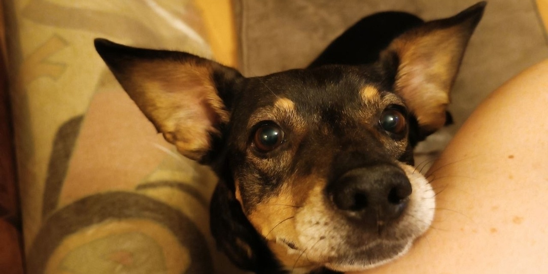 В Ростовской области волонтеры ищут дом и любящую семья для пса-инвалида