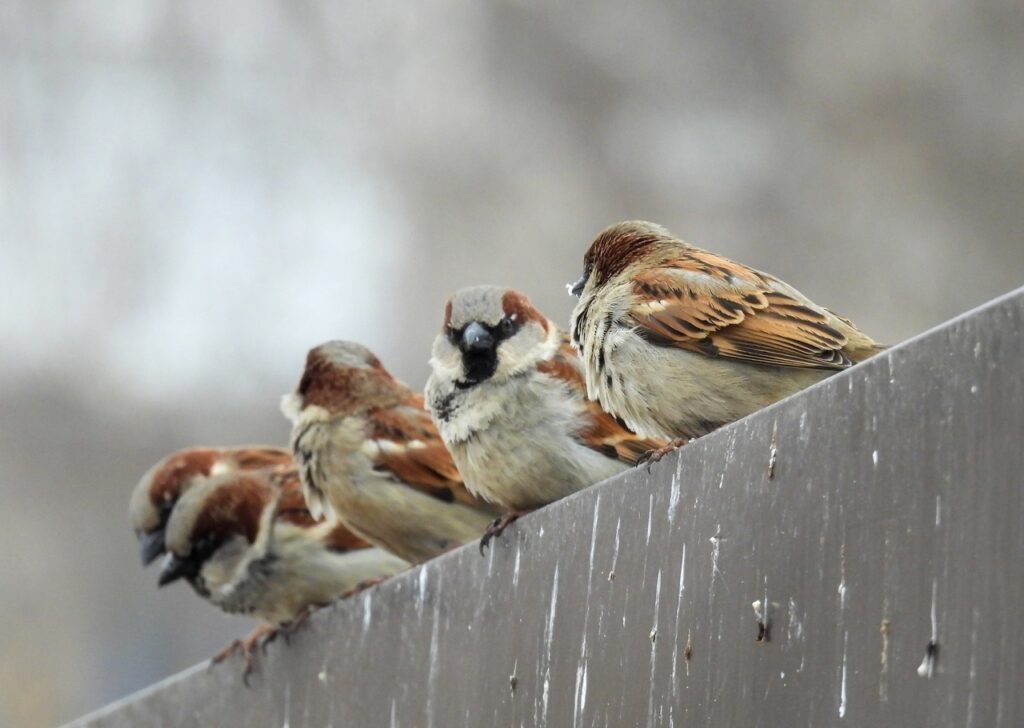    Фото: Пермское орнитологическое общество/VK Ульяна Бажанова