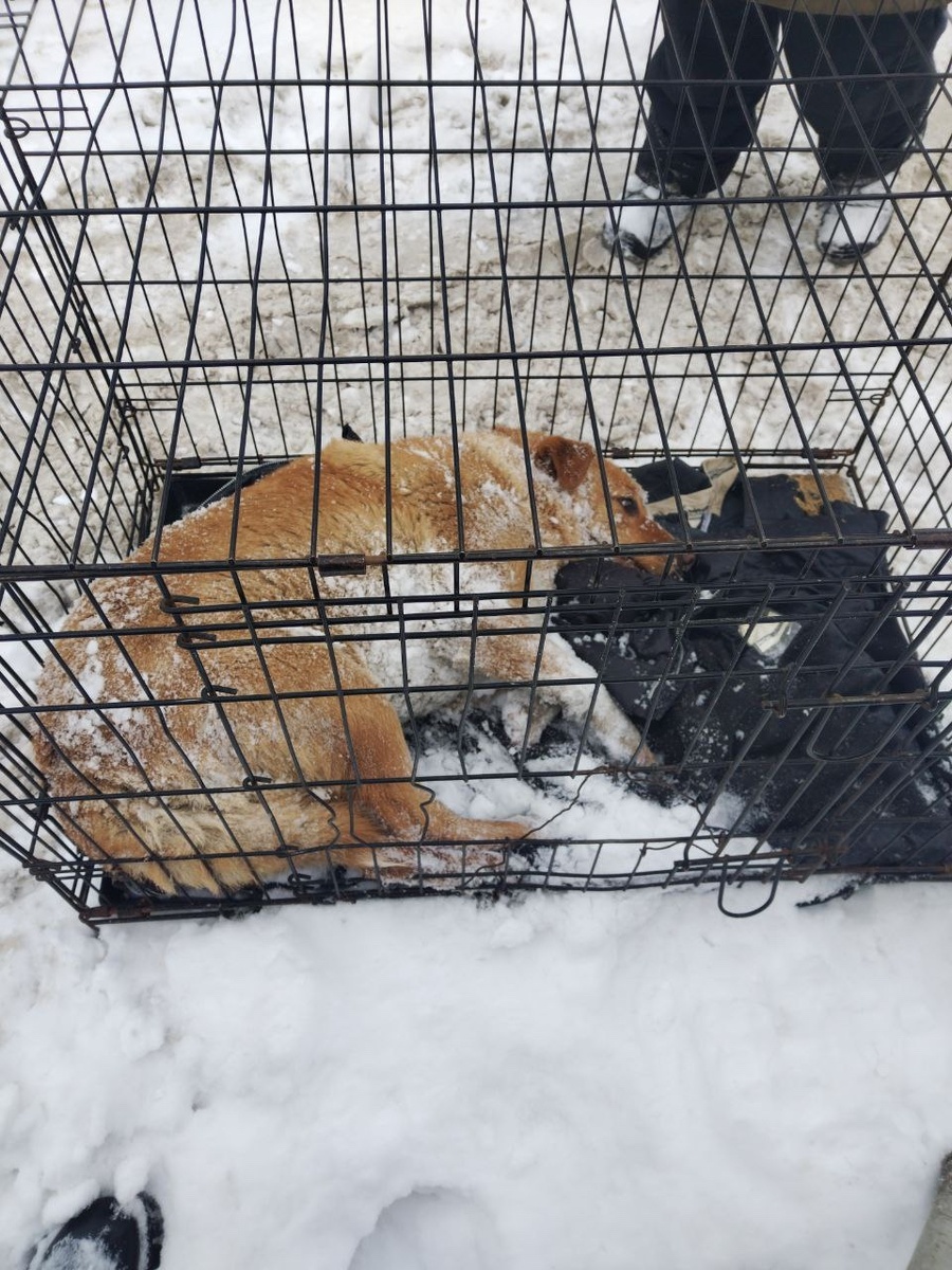 Фото: приют «Добрый город»
