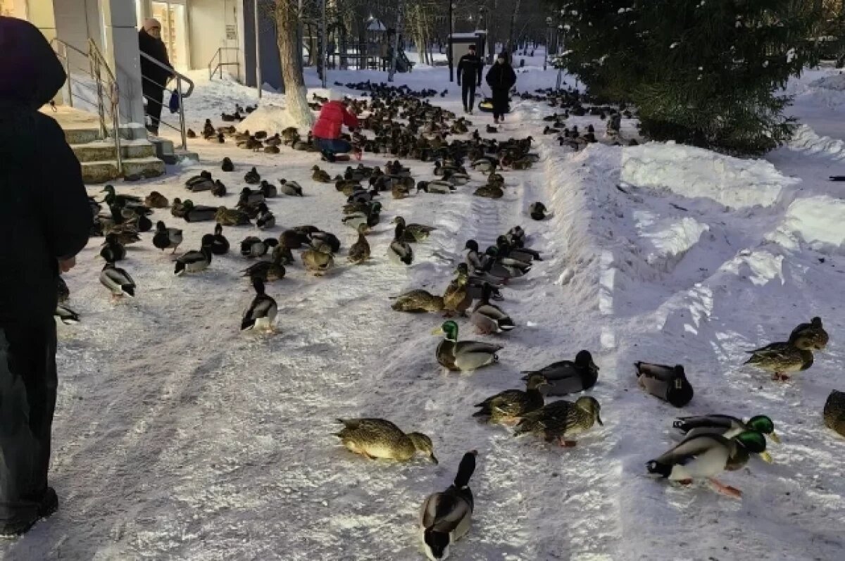    Зимующие в Самаре утки вышли к жителям.