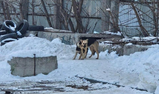    Фото из ТГ-канала psamara