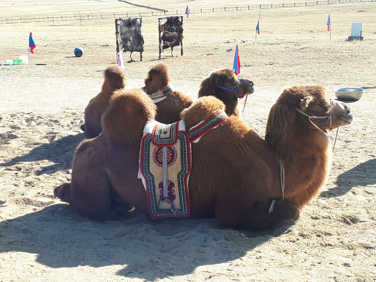 Верблюды меня, конечно. тоже удивили. Но не так сильно как то о чём эта статья.