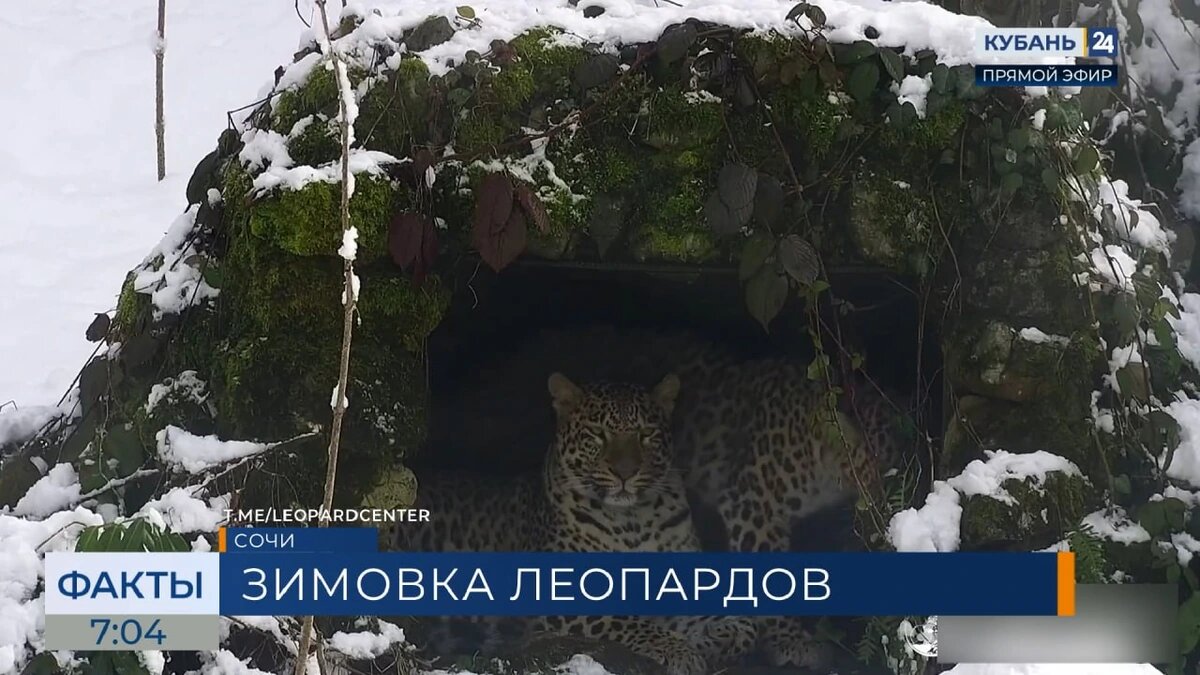    Скриншот видео телеканала «Кубань 24»