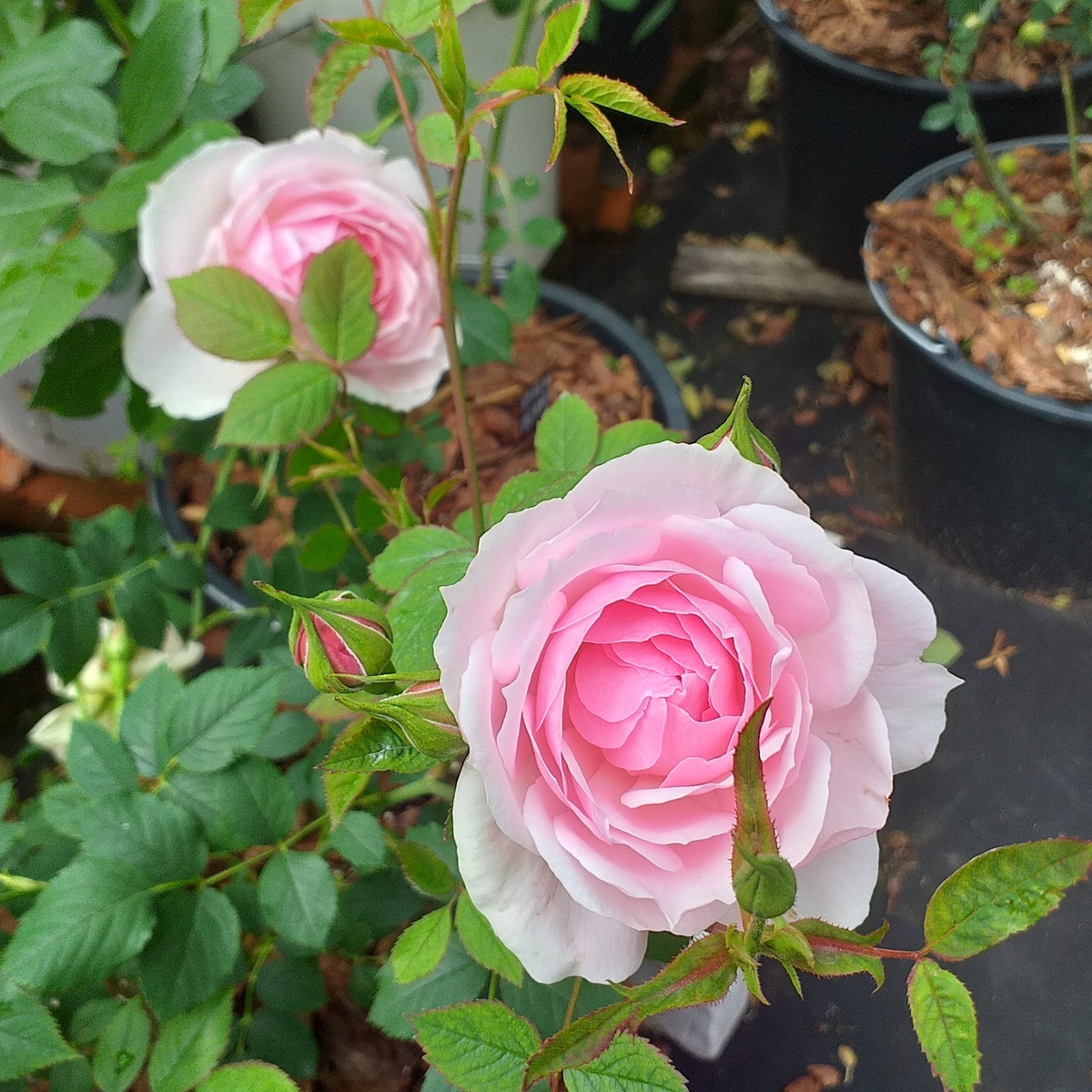 фото автора, роза Леди Солсбери