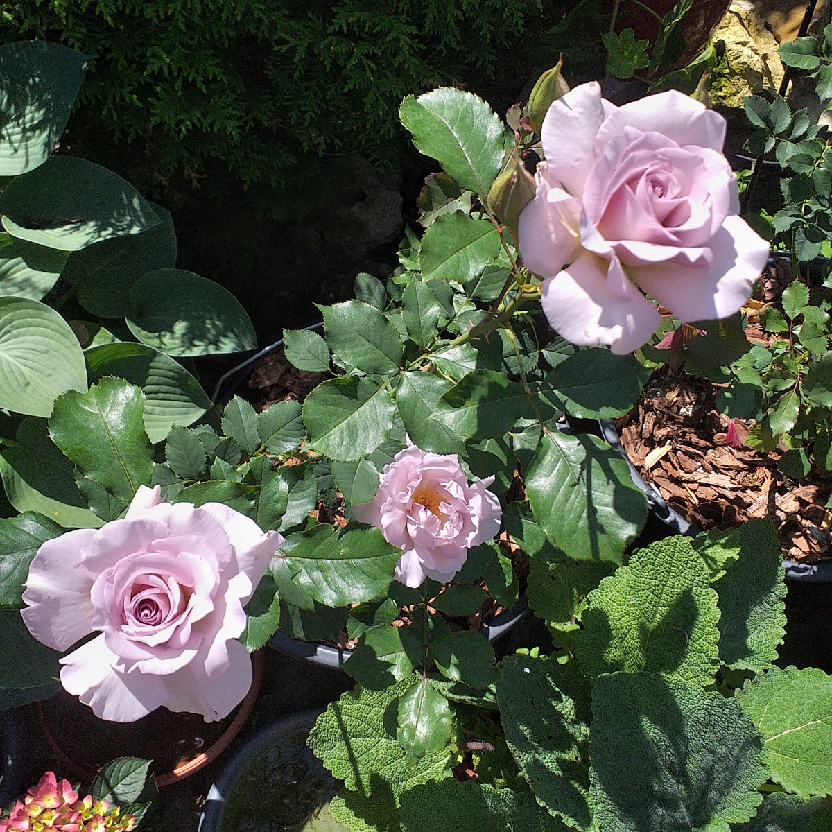 фото автора, роза Нью Вейв