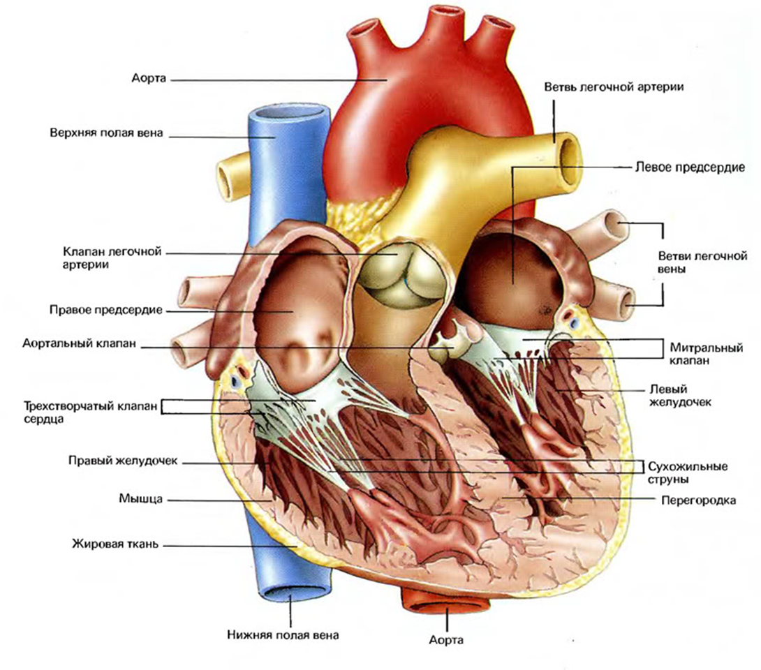 Фото https://studfile.net/html/2706/1132/html_ewcFKdtBkJ.HIMS/htmlconvd-lVAGQ__html_10a42016f6255600.png