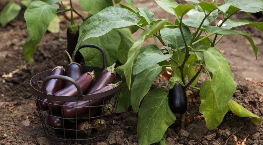 Посев баклажанов на рассаду: сроки, правила и полезные хитрости