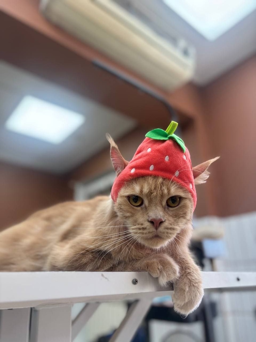 Просто взгляните на этого ухоженного, вальяжного красавца!