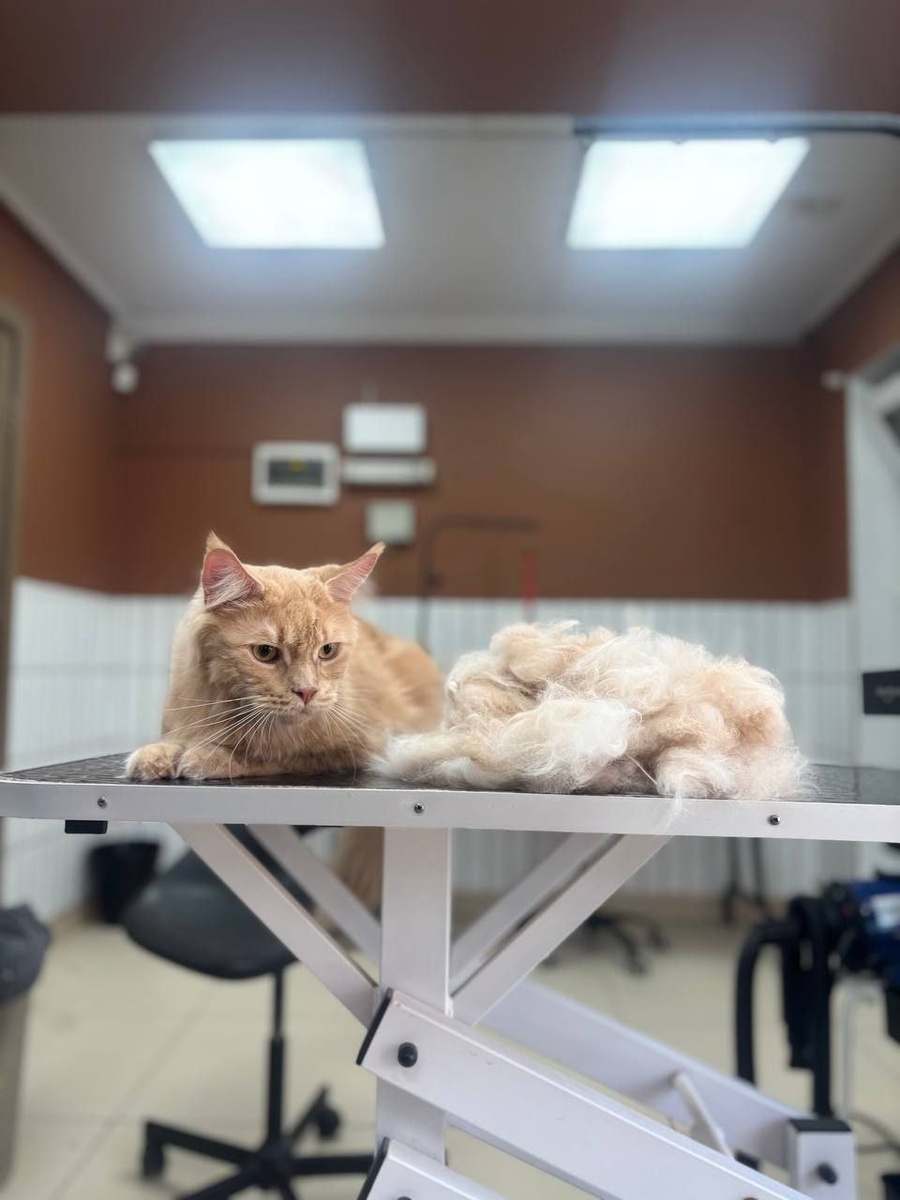 "Сходил в салон, привёл себя в порядок. Большое спасибо, что нашли и выходили для меня котосыночка."