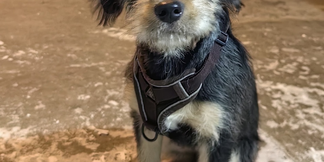 Он просто никому не нужен, поэтому в морозы выживает на улице...