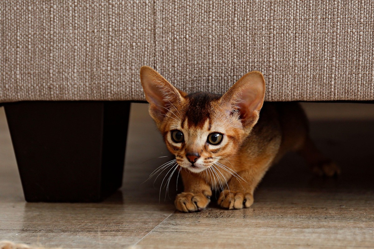    Абиссинская кошка — воплощение грации и энергии, достойное особого имени