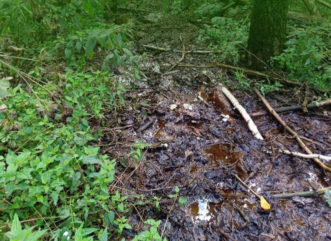    Фото: Росприроднадзор