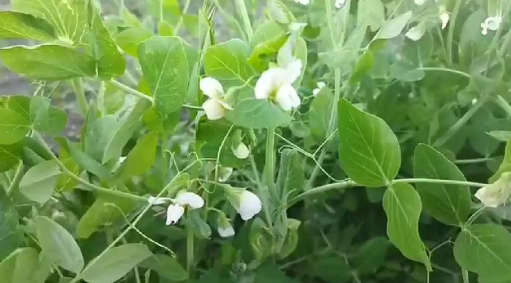 Горох цветет