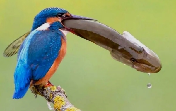  Выглядит внушительно.