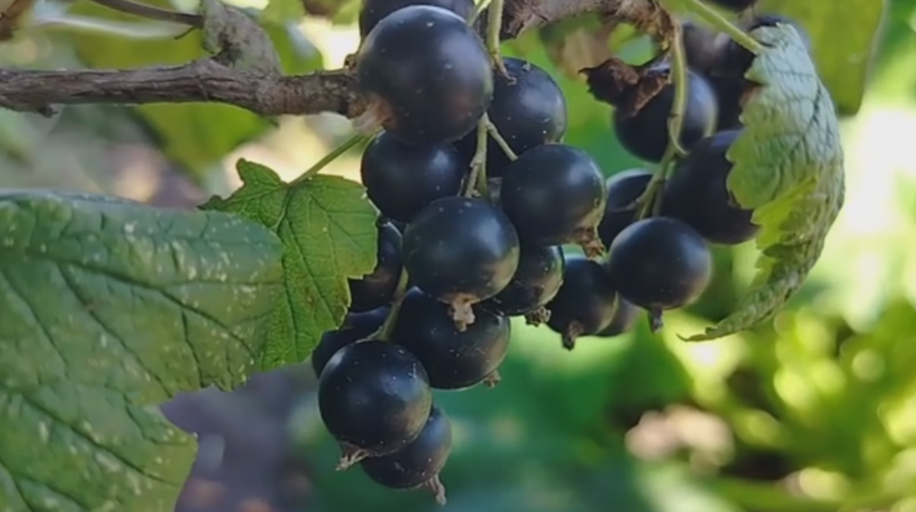 Черная смородина