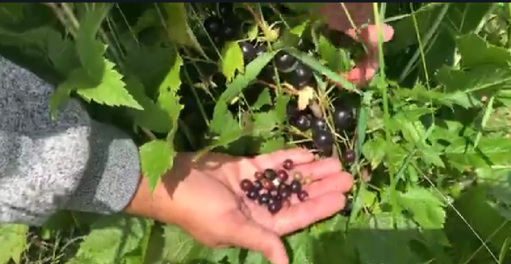 Крупная сорт Добрыня