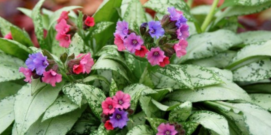 Медуница. Растение для тенистого сада.