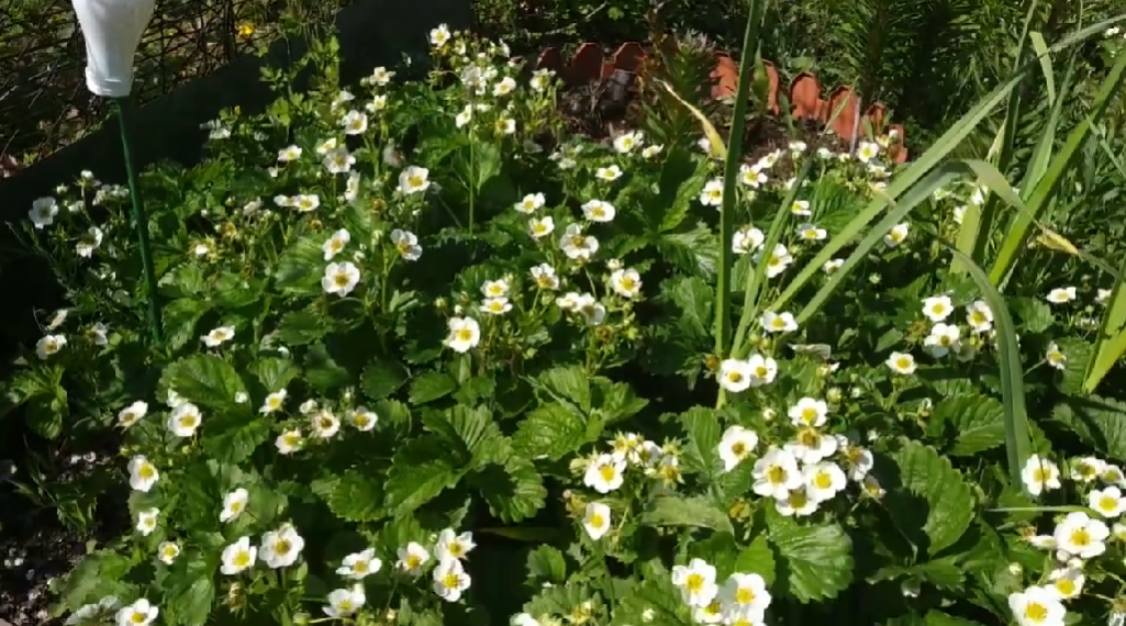 Цветет клубника