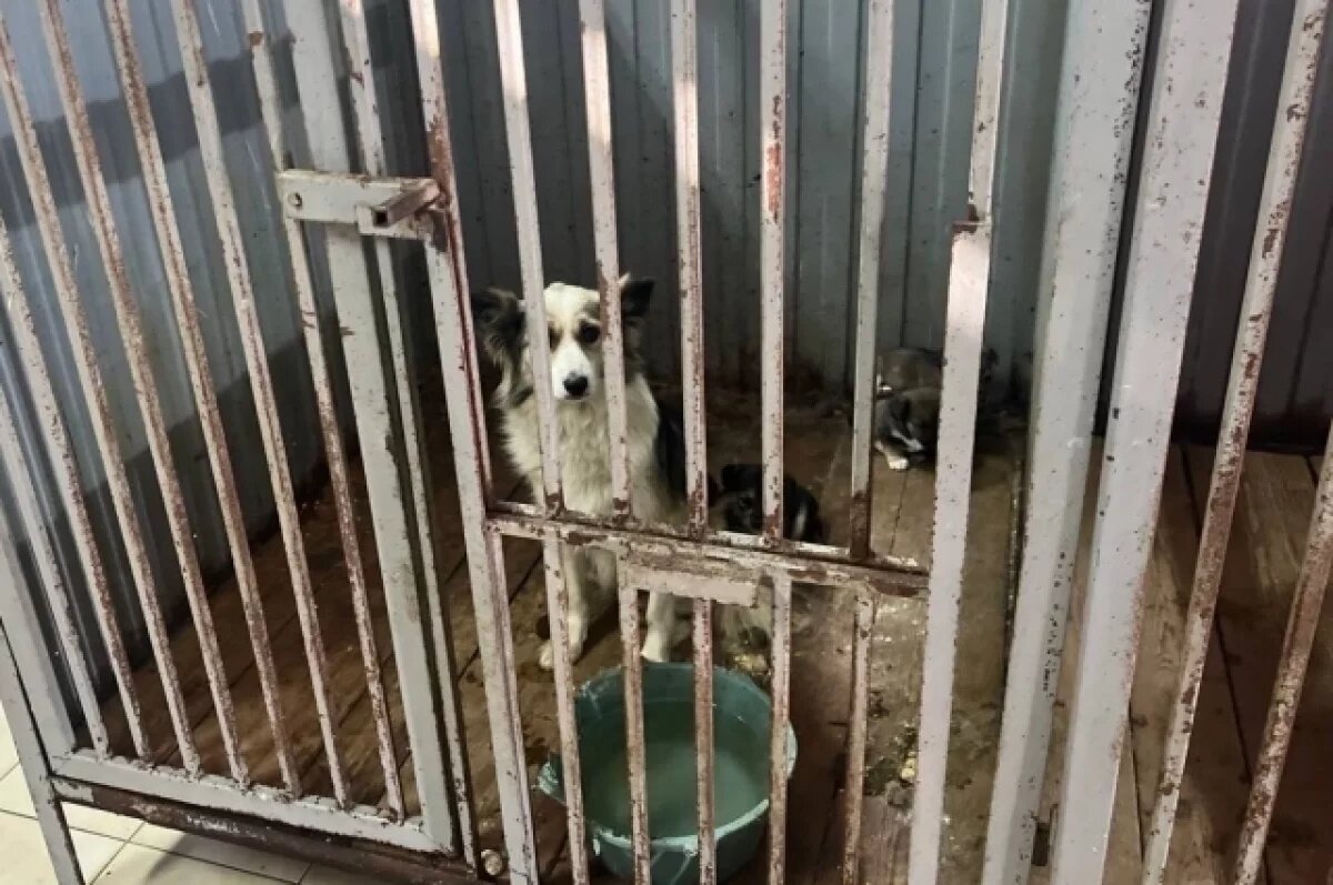    В приюте под Омском нашли голодных и больных собак