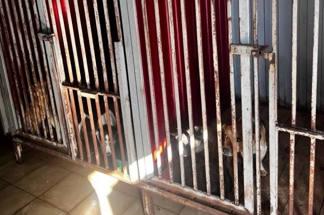    Фото: Прокуратура Омской области