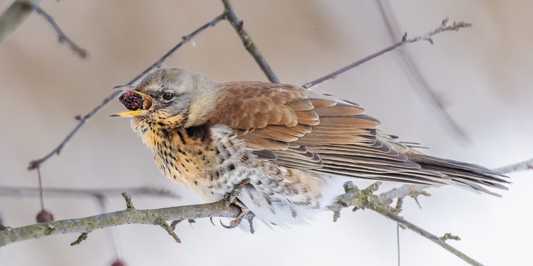 Дроздовский перекус