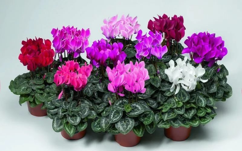 Фото из сети интернет