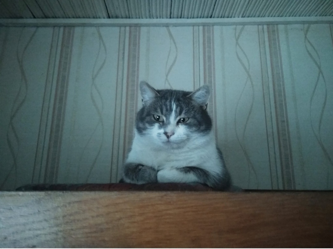 Ждет нужного момента. Охотник.