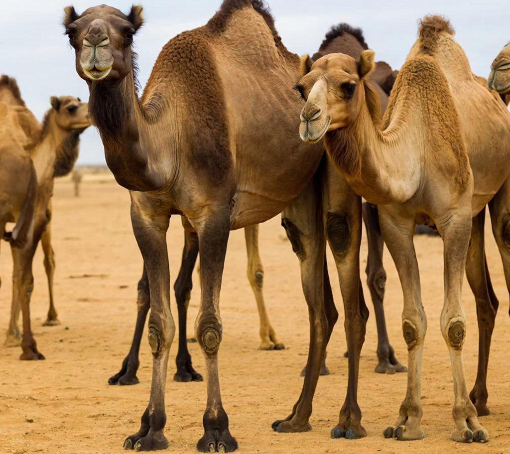 Фото: сгенерировано GigaChat