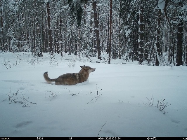 Волк в Керженско заповеднике