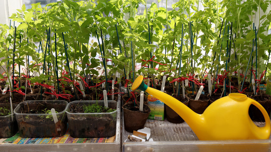 Февральная рассада часто перерастает и вытягивается даже при досветке