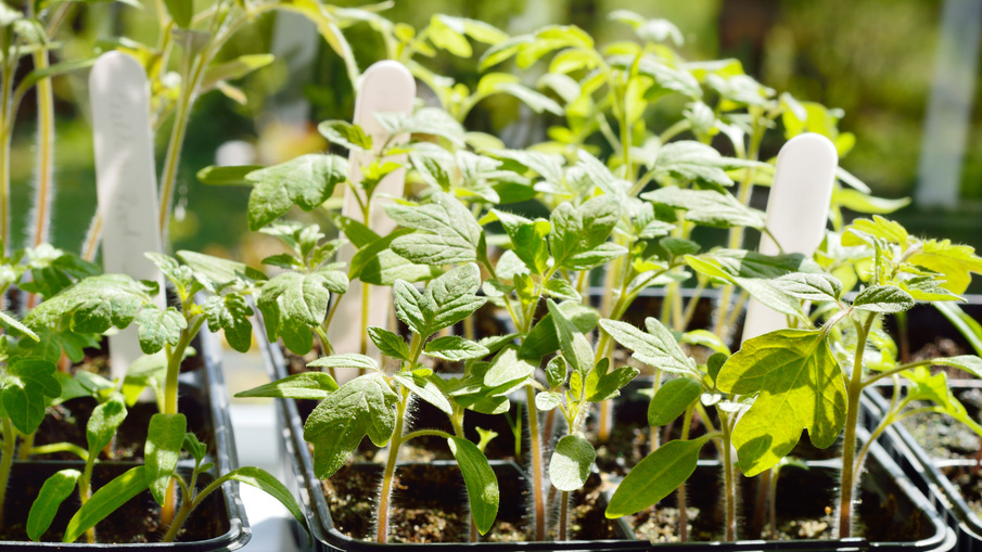 Сравнение трех способов выращивания рассады томатов 