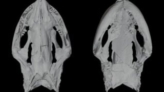    Палеонтологический институт имени А. А. Борисяка РАН Юлия Виноградова