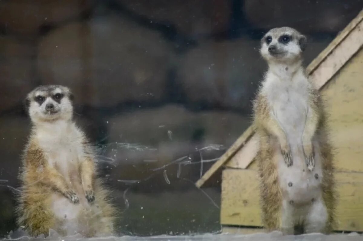    В астраханском зоопарке показали «обнимашки» сурикатов