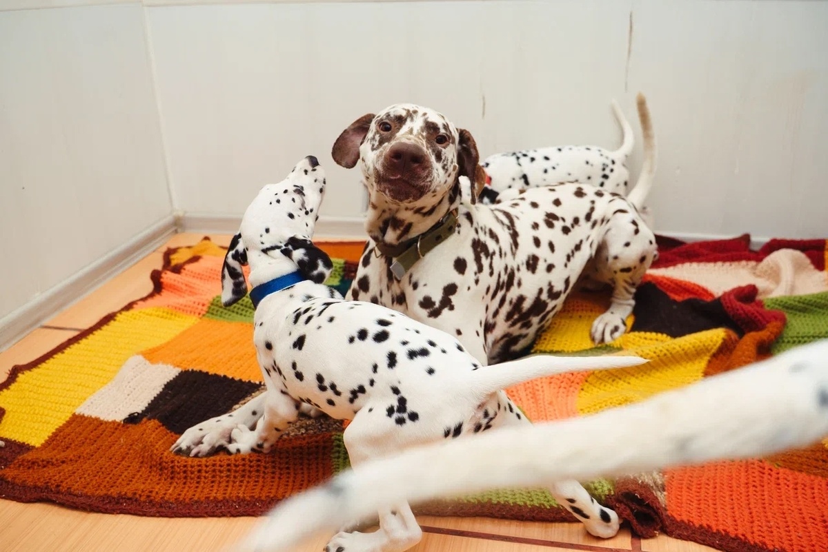 Семья далматинов в прошлом году благодаря нашей с вами помощи была спасена с ледяного балкона.