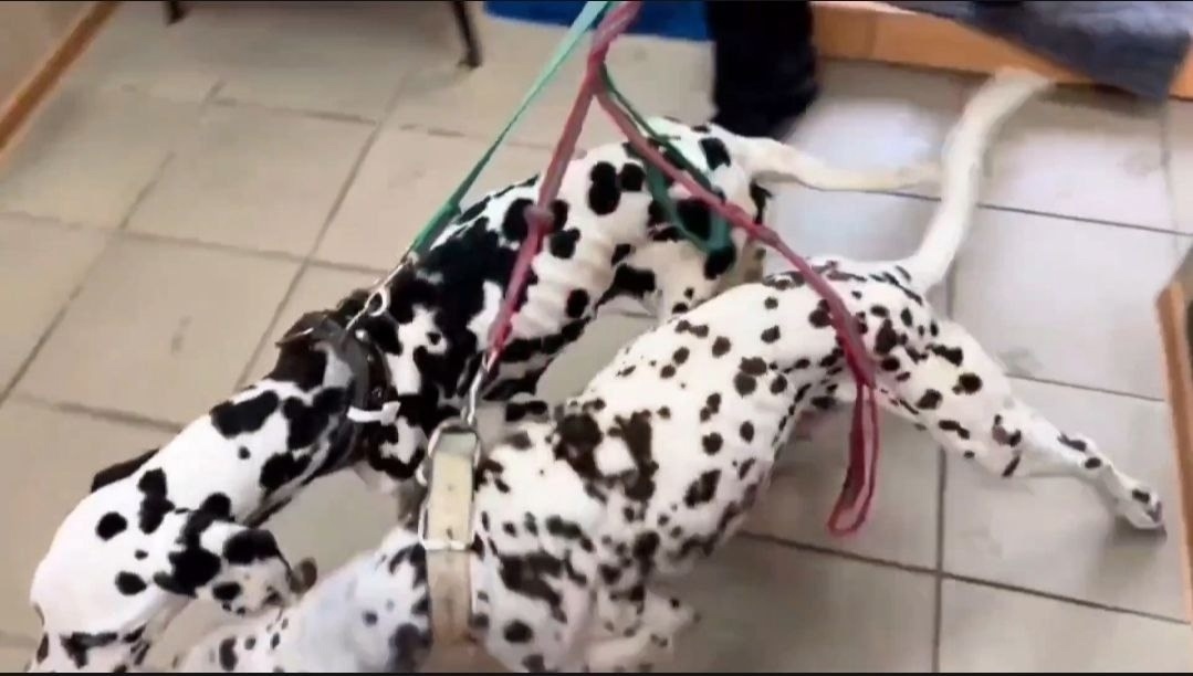 Вот так собачки выглядели при поступлении