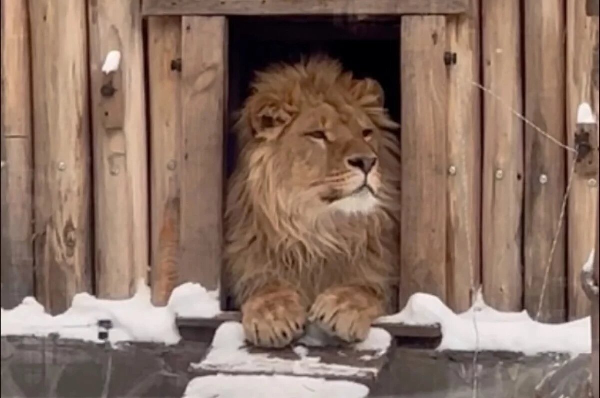    Спасенного в Оренбуржье льва Цезаря показали в зимнем зоопарке