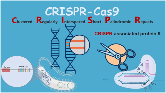 Короткие палиндромные повторы, регулярно расположенные группами (CRISPR)