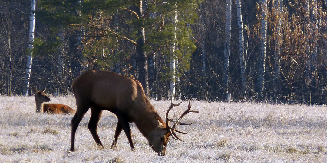 Биотехния или подкомка диких животных.