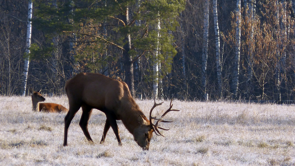 Олени на опушке леса.