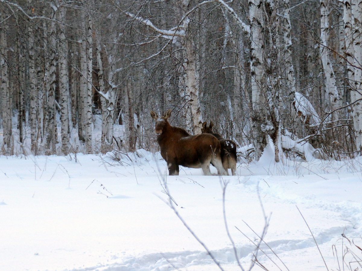 Лоси идут по глубокому снегу.