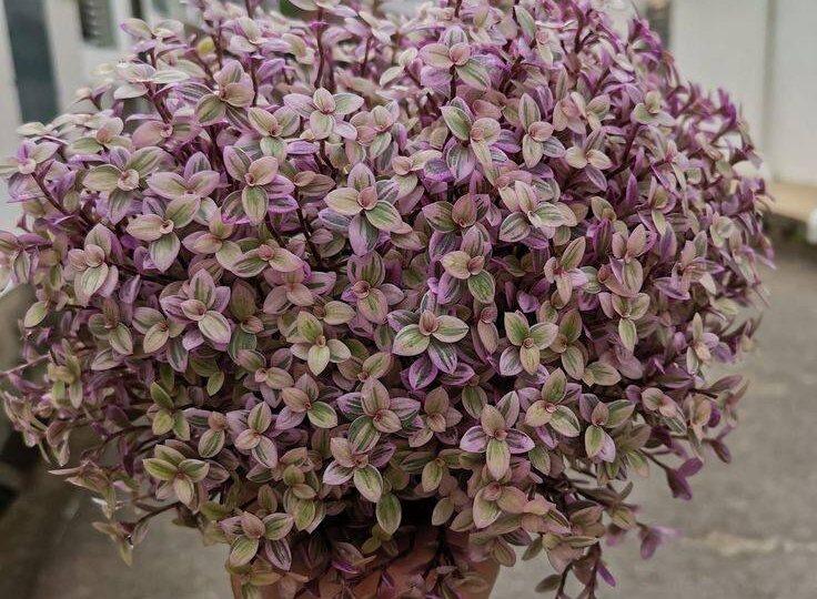 Каллизия дома: пошаговая инструкция по уходу за золотым растением здоровья!