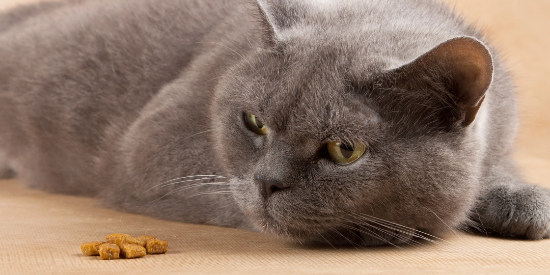 🐱Сколько можно кошке оставаться без еды, чтобы не было вреда здоровью